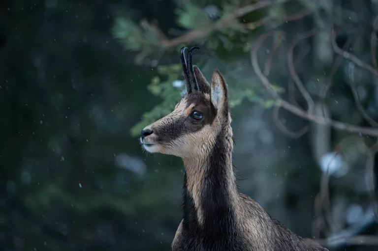 ISARD CAUTERETS FAUNE ANIMAUX HAUTES PYRENEES PARC NATIONAL DES PYRENEES PHOTO ANIMALIERE