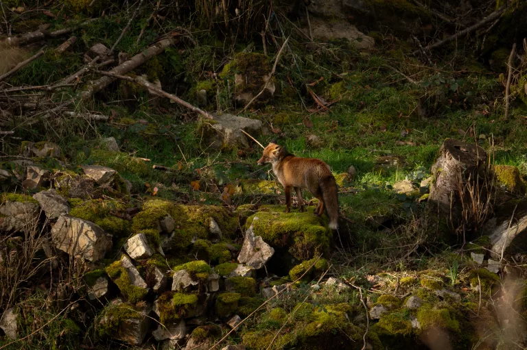 RENARD CAUTERETS FAUNE ANIMAUX HAUTES PYRENEES PHOTO ANIMALIERE