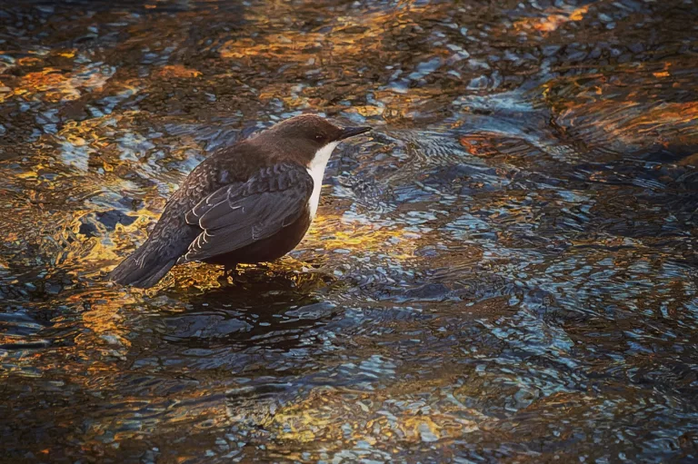 CINCLE CAUTERETS FAUNE ANIMAUX HAUTES PYRENEES PHOTO ANIMALIERE