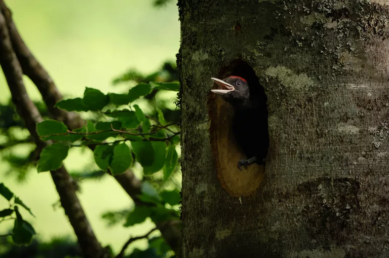 PIC NOIR CAUTERETS FAUNE ANIMAUX HAUTES PYRENEES PHOTO ANIMALIERE