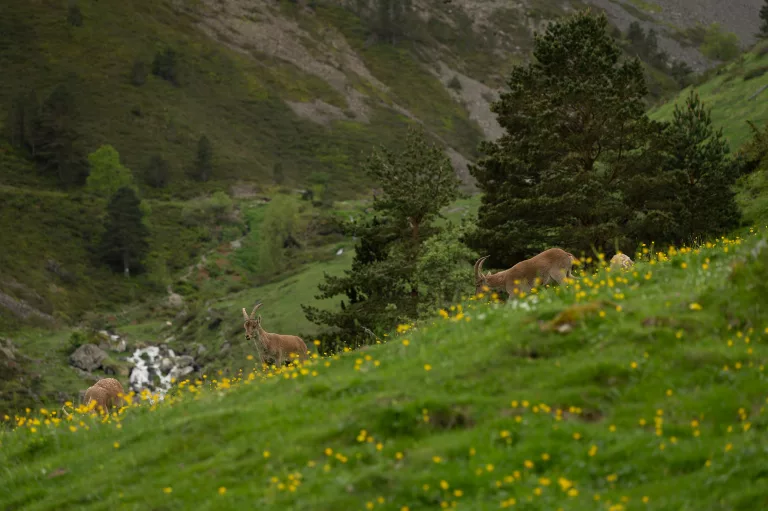 BOUQUETIN CAUTERETS FAUNE ANIMAUX HAUTES PYRENEES PARC NATIONAL DES PYRENEES PHOTO ANIMALIERE