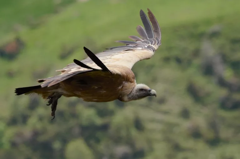 VAUTOUR CAUTERETS FAUNE ANIMAUX HAUTES PYRENEES PHOTO ANIMALIERE