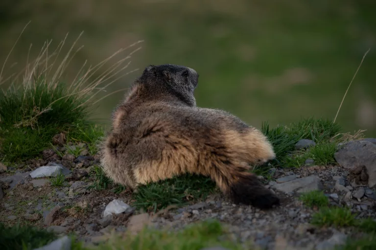 MARMOTTE CAUTERETS FAUNE ANIMAUX HAUTES PYRENEES PARC NATIONAL DES PYRENEES PHOTO ANIMALIERE
